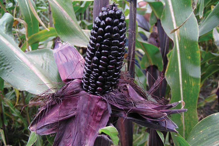 artemis purple corn health benefits