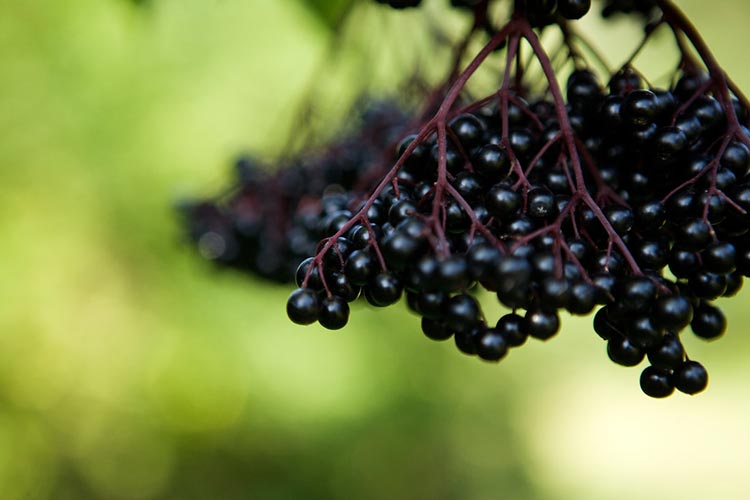 The Science of Elderberry: Setting the Record Straight