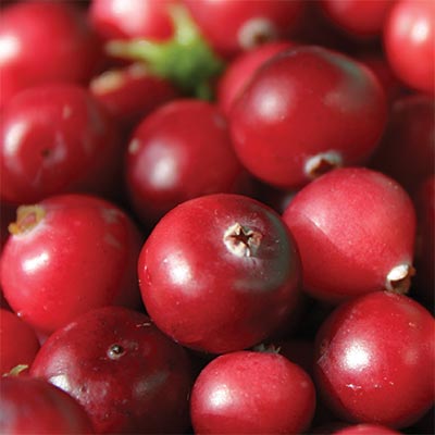 cranberry extract cranberry powder Artemis nutraceuticals