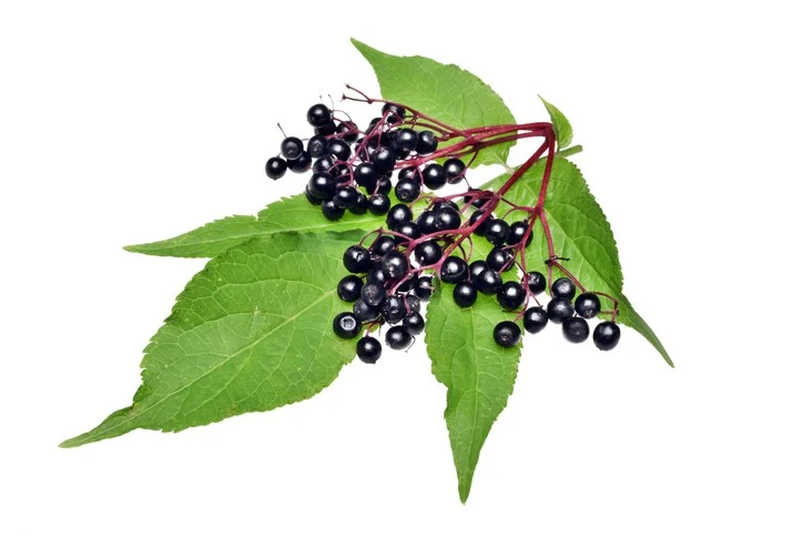 The influx of adulterated ingredients has impacted the elderberry market