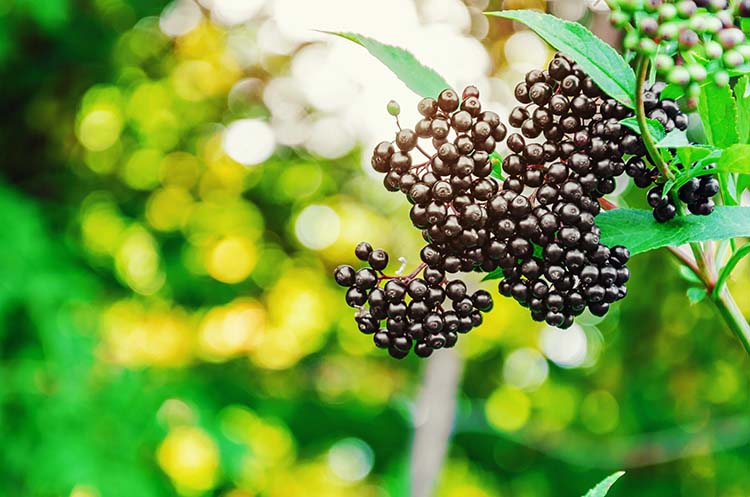 the future of elderberry sourcing guide