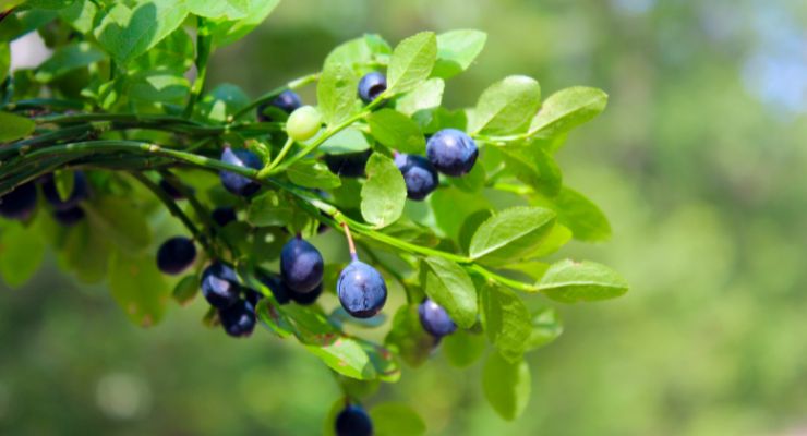 new categories where functional berries can shine